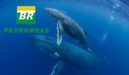 Petrobras baleias golfinhos projeto