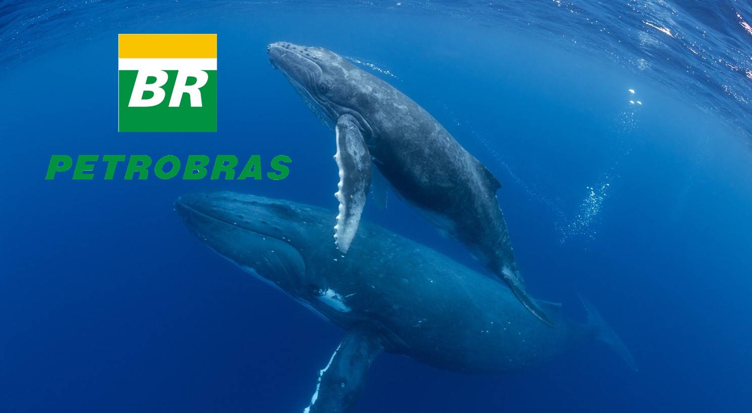 Petrobras baleias golfinhos projeto