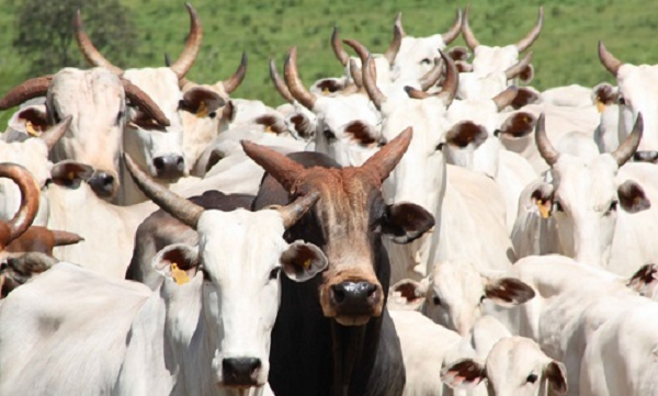 A alta no preço da carne faz Mato Grosso do Sul querer comprar 50 mil cabeças de gado do Paraguai