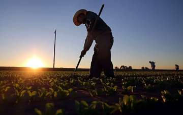 Mais de 80 mil vagas de emprego foram abertas pelo setor agropecuário no Brasil neste ano de 2020