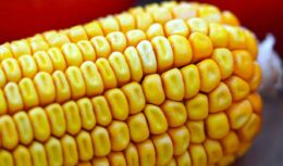 China deixa exigências de lado e avança para importações de milho brasileiro