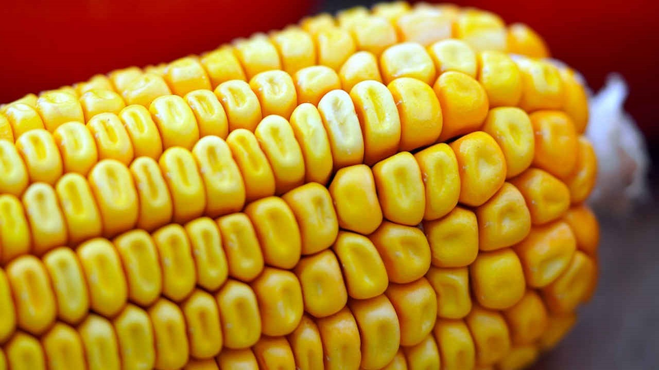 China deixa exigências de lado e avança para importações de milho brasileiro