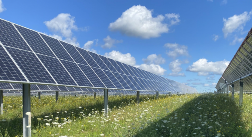 Empresa implanta placas fotovoltaicas com polinizadores para fabricação de energia solar e crescimento de plantas: "eletricidade 100% livre de carbono até 2040"