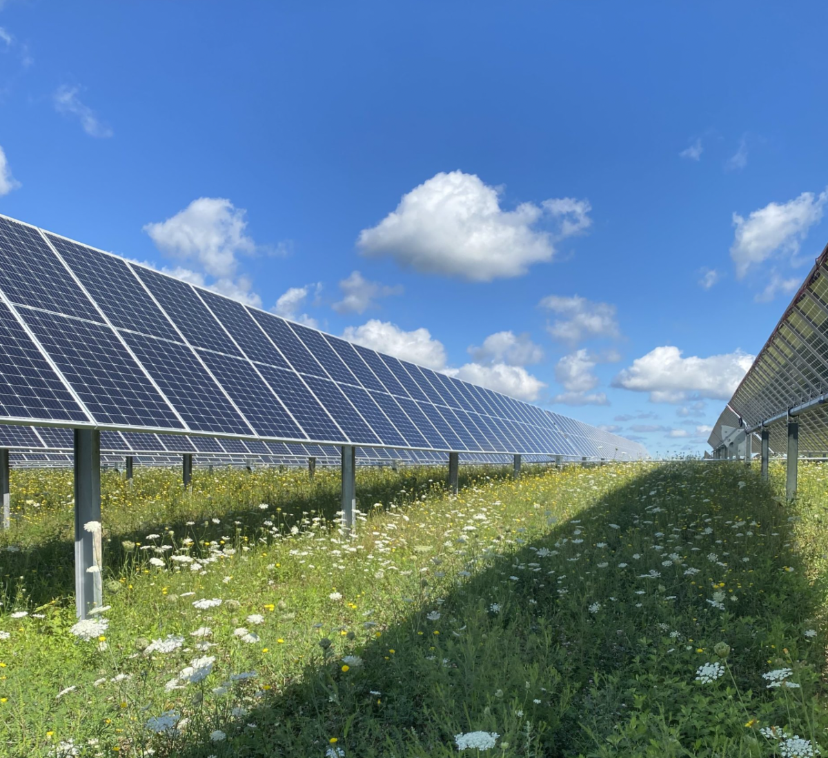 Empresa implanta placas fotovoltaicas com polinizadores para fabricação de energia solar e crescimento de plantas: "eletricidade 100% livre de carbono até 2040"