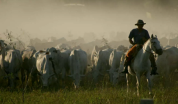 Goiás possui o 3° maior rebanho bovino