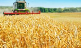 Por conta do agronegócio de MS, a Embrapa quer inseri-lo na estratégia de autossuficiência de trigo por todo o Brasil. Para isso, a Embrapa fará a realização de diversas ações, durante cerca de três safras