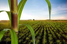 produção de etanol e biocombustível