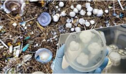 plástico - fungos - poliestireno - degradar
