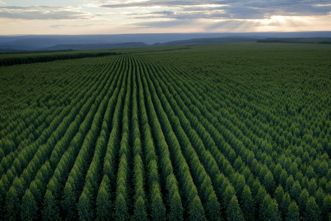 Florestas plantadas de eucalipto da Aperam BioEnergia no Vale do Jequitinhonha