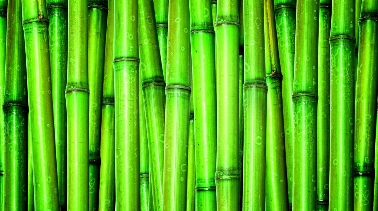 Bambu surge como potencial solução para a produção global de energia renovável 