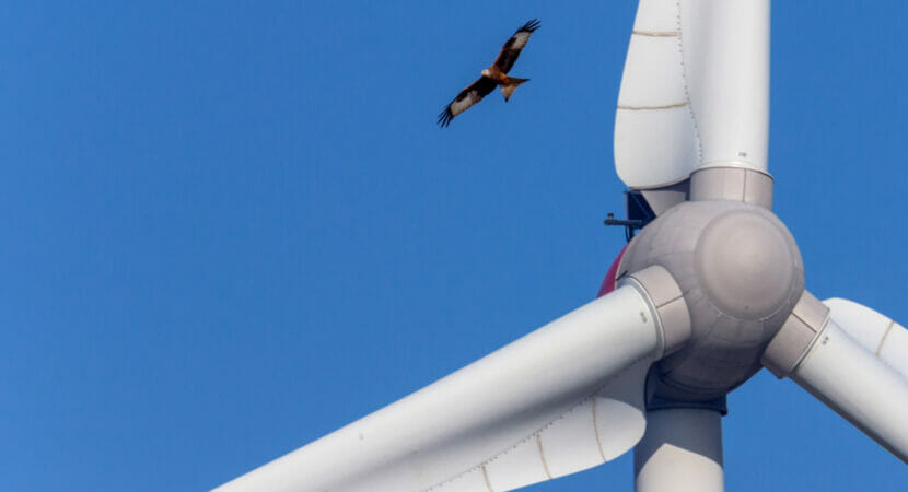 turbina - sirenas - weg - GE- energía - viento - muerte de aves - planta - vestas -