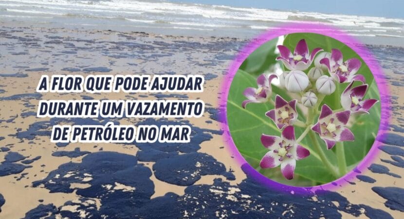 Calotropis procera, conhecida como flor-cera, surge como solução sustentável para vazamentos de petróleo no Nordeste brasileiro.
