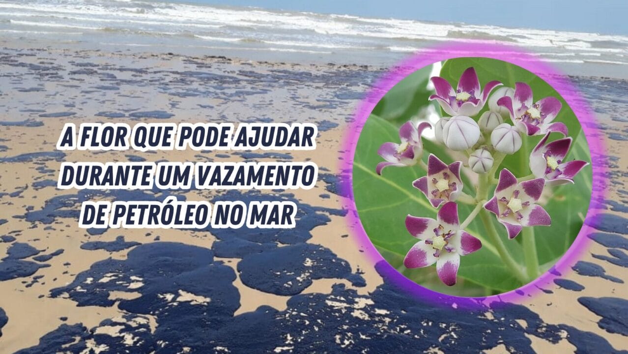 Calotropis procera, conhecida como flor-cera, surge como solução sustentável para vazamentos de petróleo no Nordeste brasileiro.