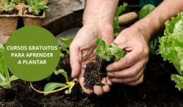 Curso gratuito de Horticultura lhe ensinará tudo sobre plantar! Aprenda a preparar a sua horta, do solo à colheita.