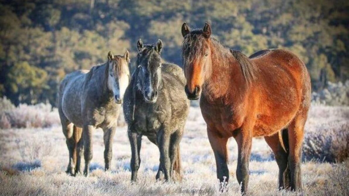 Os cavalos selvagens têm um impacto devastador sobre o meio ambiente alpino do Parque Nacional Kosciuszko. Estudos conduzidos pelo comitê científico de espécies ameaçadas do governo federal revelam que esses animais estão ameaçando diretamente a sobrevivência de várias espécies endêmicas. Eles contribuem para a destruição de habitats, causam erosão significativa do solo e danificam cursos d'água, levando à degradação das margens dos rios e à perda de vegetação nativa.