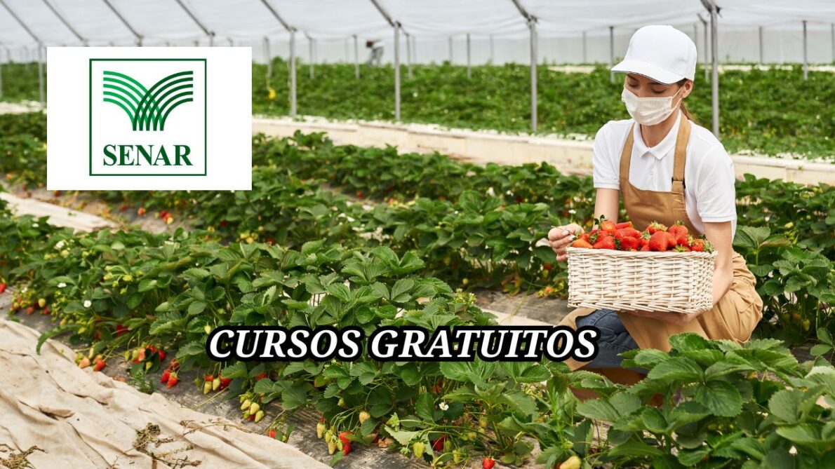 Você é produtor rural e quer se especializar na produção de morango orgânico? Senar e Sindicato Rural promovem cursos gratuitos! Veja como se candidatar