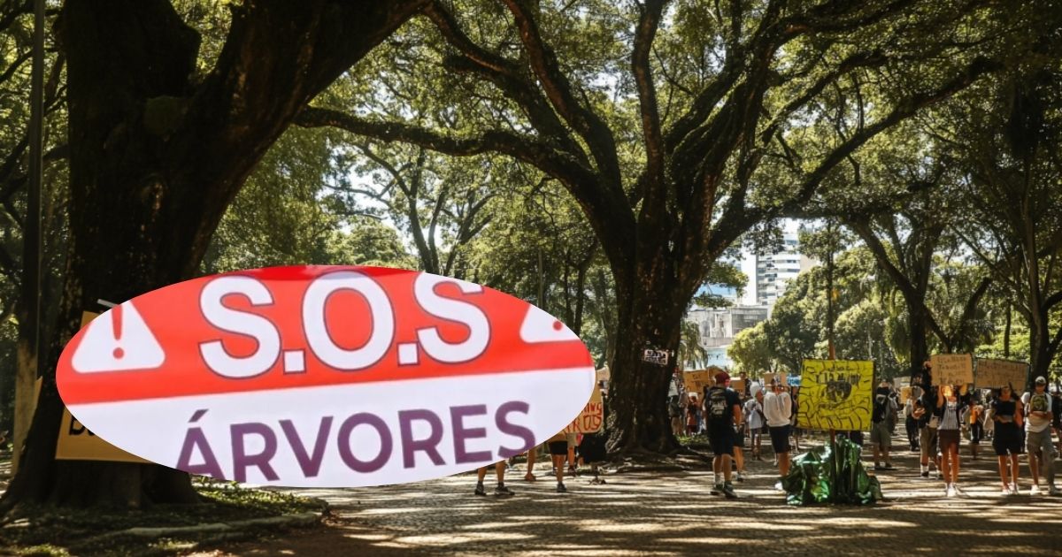 Obra de mobilidade em Curitiba gera polêmica: promessa de progresso coloca 1.089 árvores em risco, mobilizando moradores e ambientalistas.