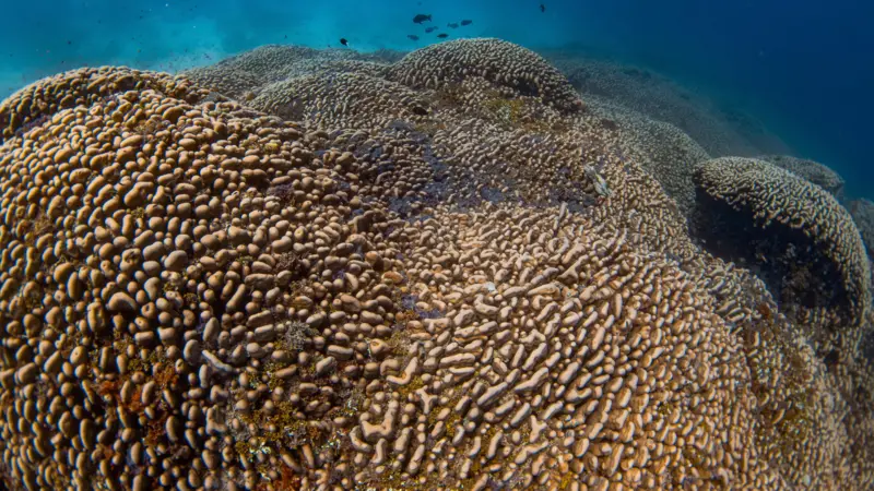 Maior coral do mundo