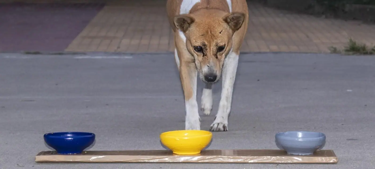 Cães