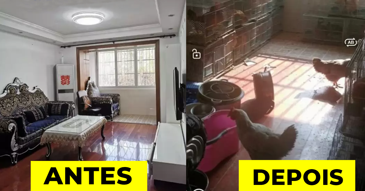 galinheiro, apartamento