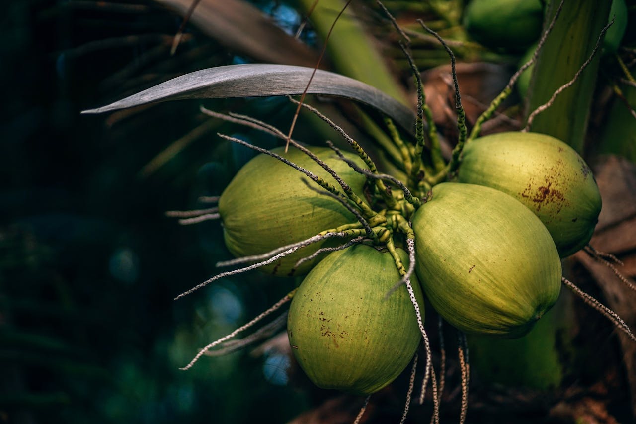 Biocombustível de coco, Biocombustível, Casca de coco, resíduos de coco