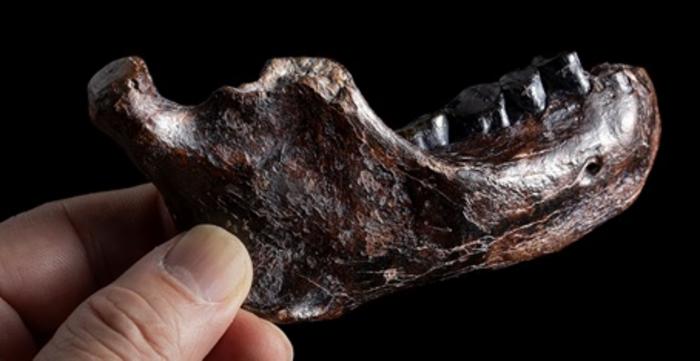 Mandíbula misteriosa, Mandíbula, Denisovanos