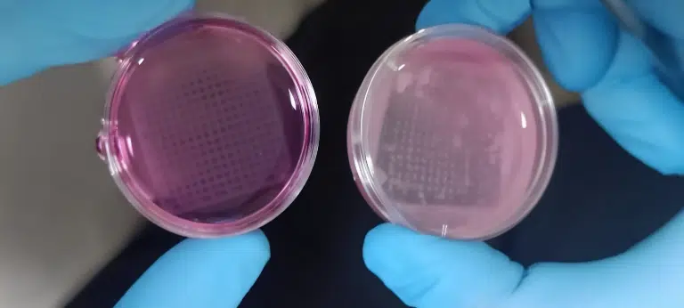 Pele humana, pele realista, Testes, Células vivas