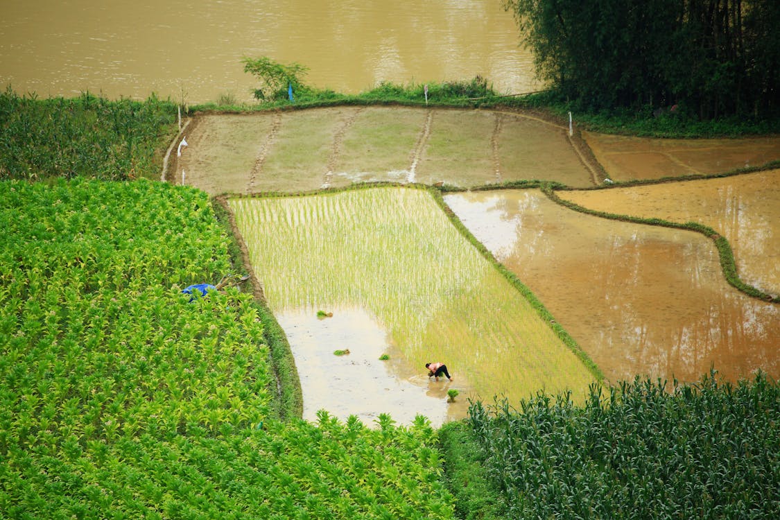 Arroz, CO2, Dióxido de carbono, CO2 na atmosfera