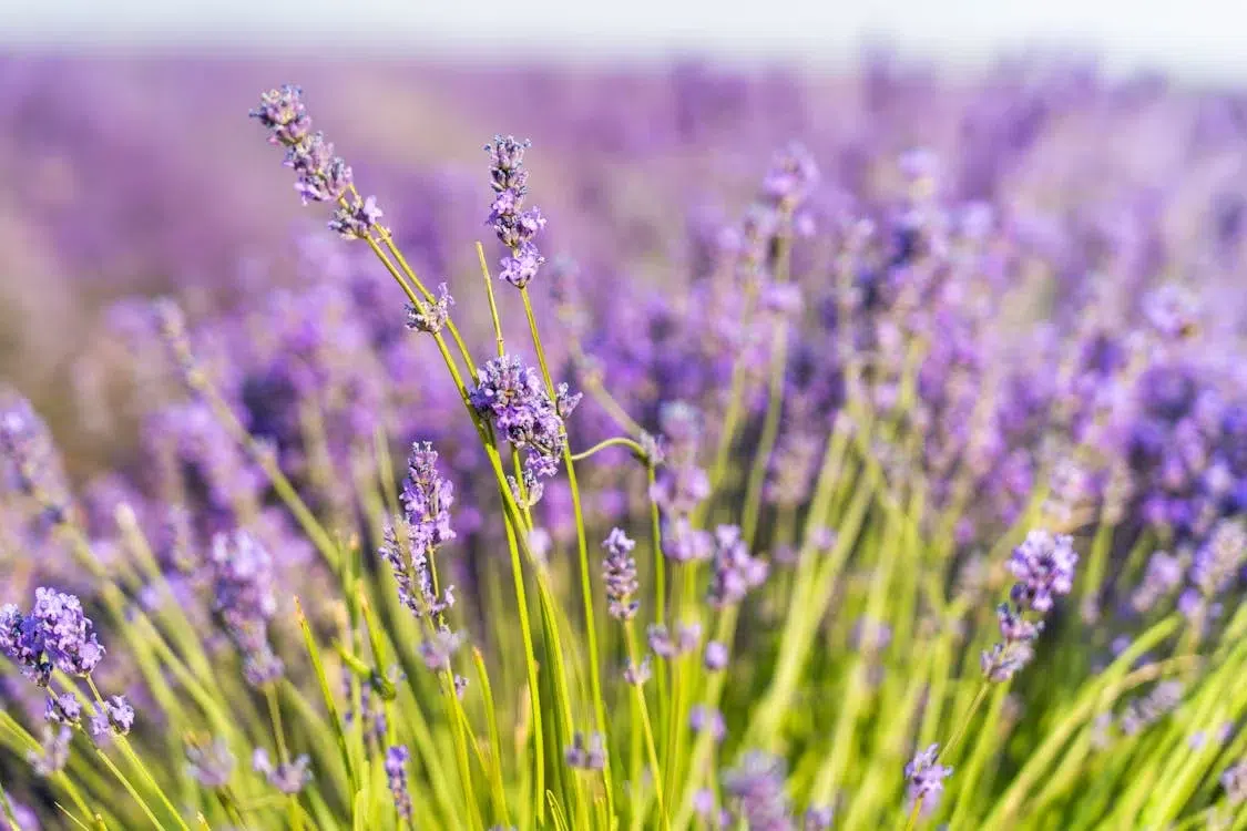 Lavanda, Baratas, Afastar baratas, insetos