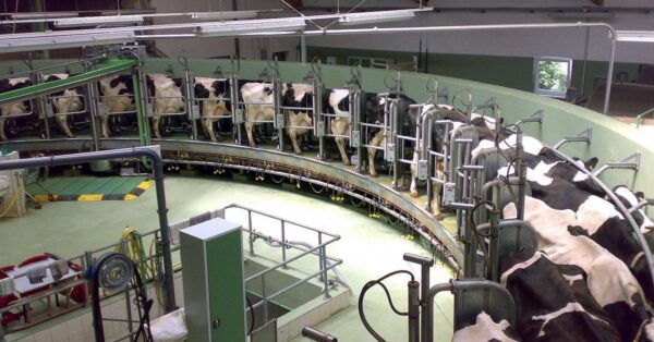 Mudanjiang Mega Farm (China) é a maior fazenda leiteira do mundo? 🔎 Investigamos se as 100.000 vacas são realidade ou um plano ambicioso.