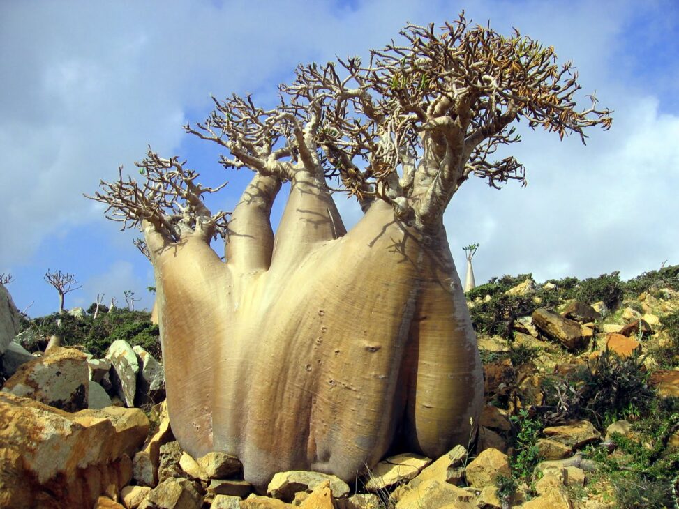 Socotra a ilha que parece de outro planeta! 👽 Descubra suas árvores 'sangue de dragão', biodiversidade única e os perigos que enfrenta