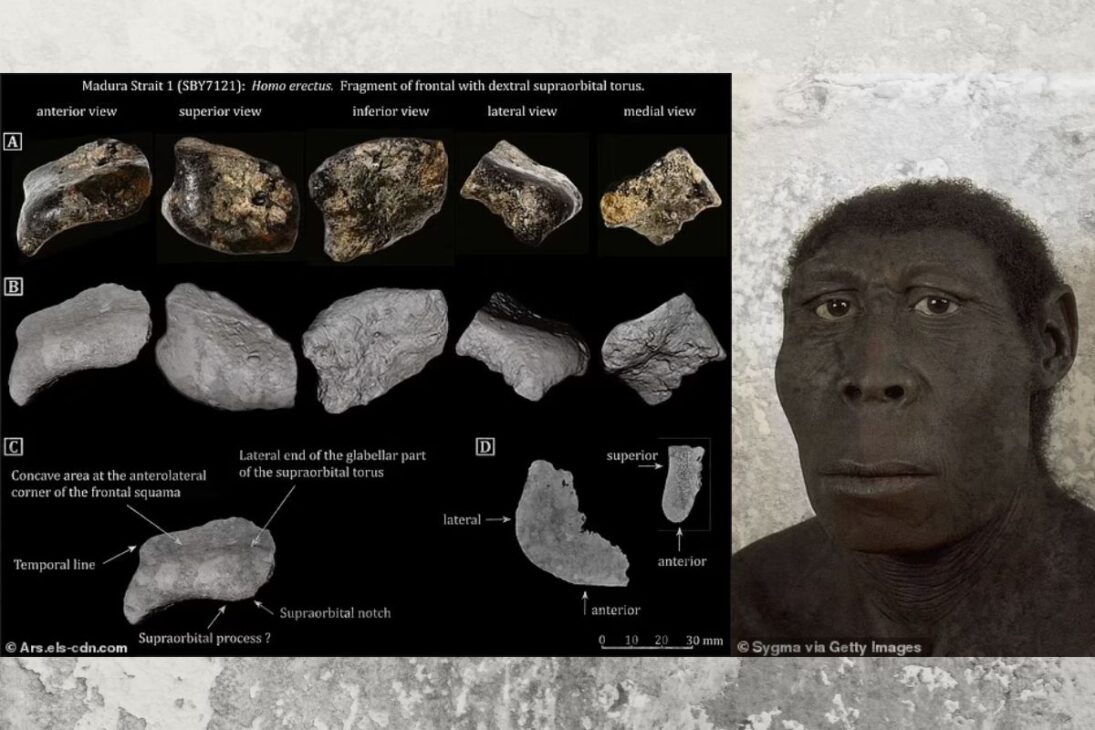 Enterrado sob lodo por 140.000 anos, o crânio só recentemente foi confirmado como Homo erectus, remodelando o que sabemos sobre a vida humana primitiva no Sudeste Asiático.