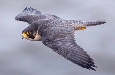 O Falcão Peregrino é o animal mais rápido do planeta, capaz de atingir velocidades próximas a 400 km/h em seus mergulhos vertiginosos de caça, uma verdadeira proeza da natureza. 