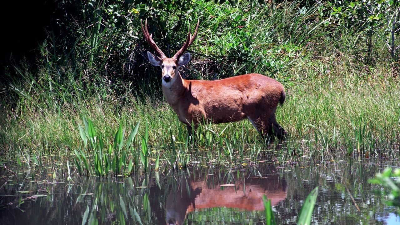 Ao longo de todo o percurso, a exuberante vida selvagem é a verdadeira dona do lugar, oferecendo ao visitante um encontro direto e autêntico com a natureza indomada do Pantanal. Imagem: Acervo Sedec MT