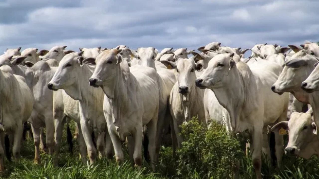 A capital da pecuária é paraense e detém o maior rebanho bovino do país, com mais de 2 milhões de cabeças de gado