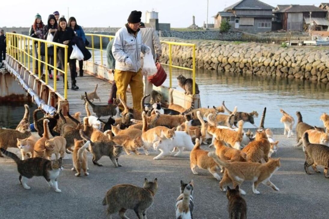 A ilha dos gatos no Japão: onde os gatos superam os Humanos em 10 para 1