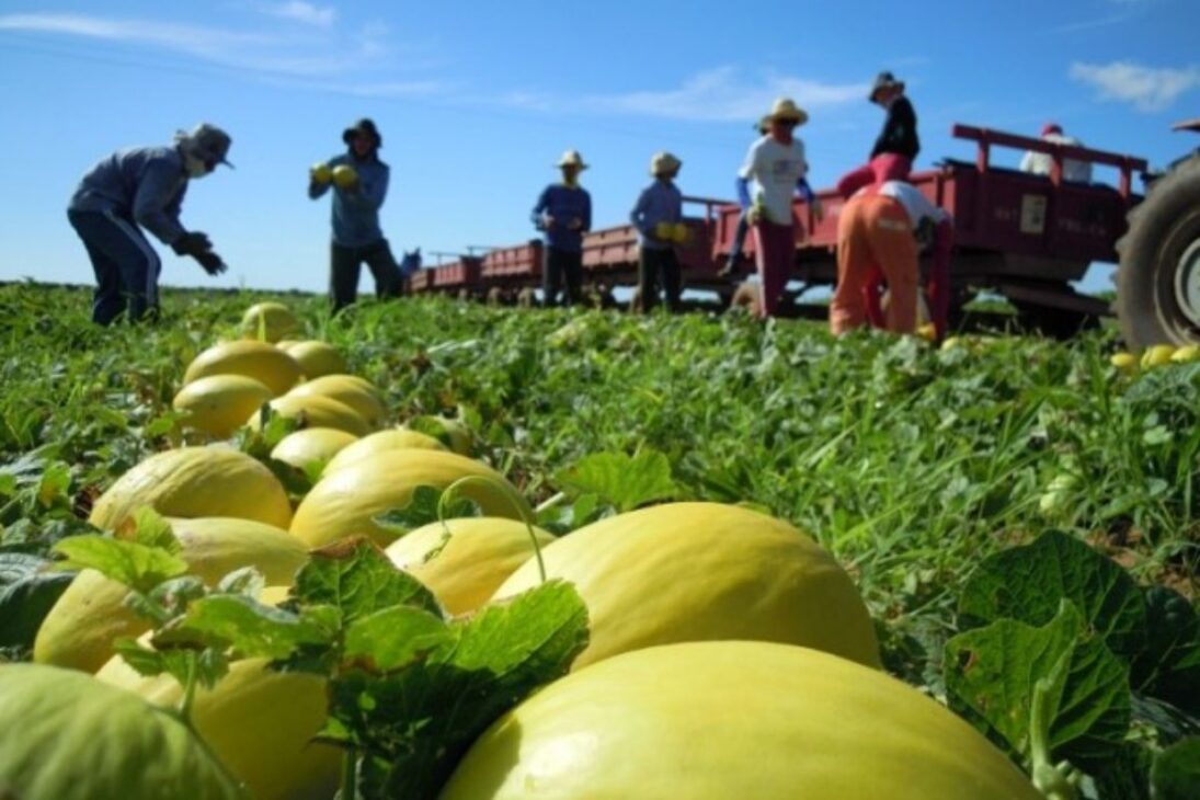 A maior fazenda de melão do Brasil: a gigante do sertão que colhe 1 milhão de frutos por dia