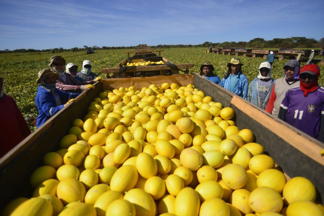 A maior fazenda de melão do Brasil: a gigante do sertão que colhe 1 milhão de frutos por dia