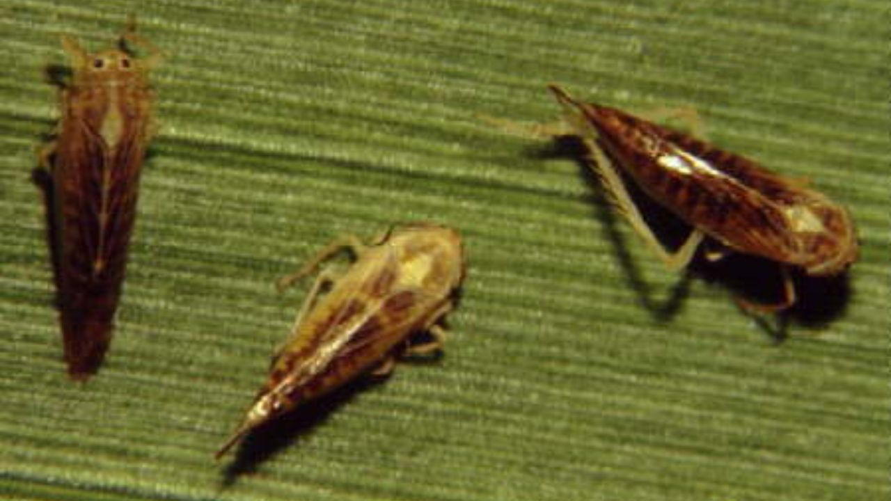 A cigarrinha-do-milho é o principal inseto transmissor do complexo de enfezamentos, doenças devastadoras que podem levar à perda total da lavoura de milho. Imagem: Agrolink