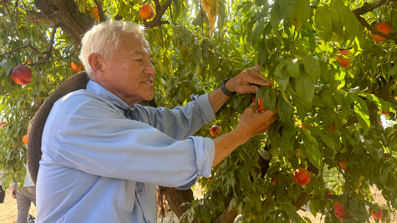 De símbolo agrícola esquecido a fruta celebrada: a história da fazenda que trouxe de volta o pêssego Elberta e transformou a colheita em experiência afetiva.