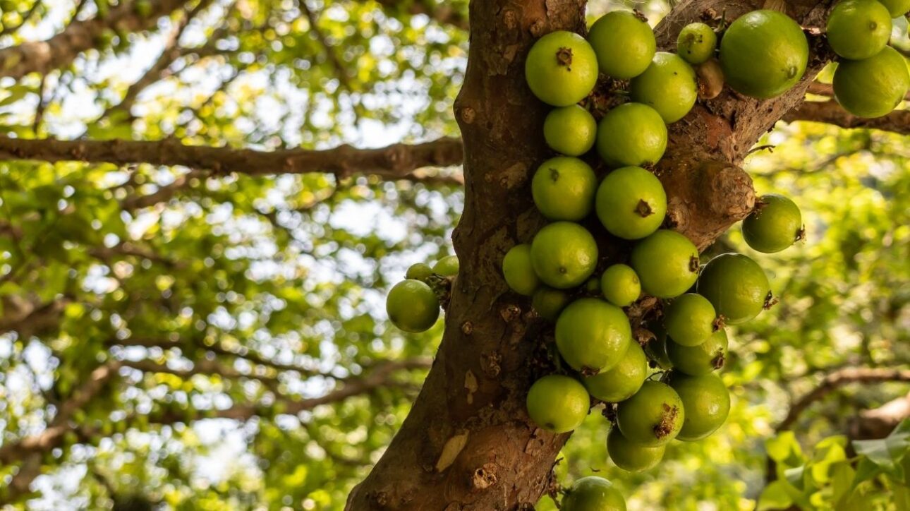 Jabuticaba-branca, fruta rara do Brasil, está ameaçada de extinção e corre risco de desaparecer em breve. Saiba mais sobre sua conservação.