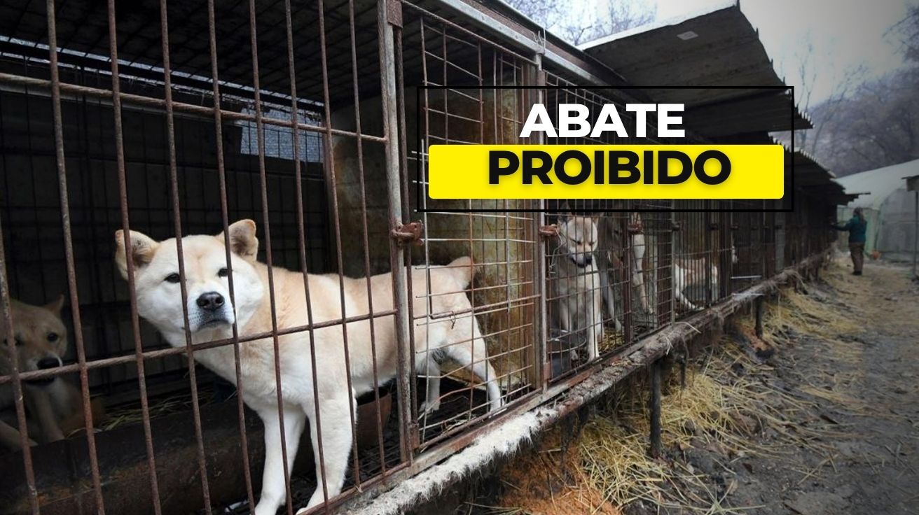 A nova lei que proíbe a carne de cachorro na Coreia do Sul levanta um dilema: qual será o destino de 500 mil cães até 2027?