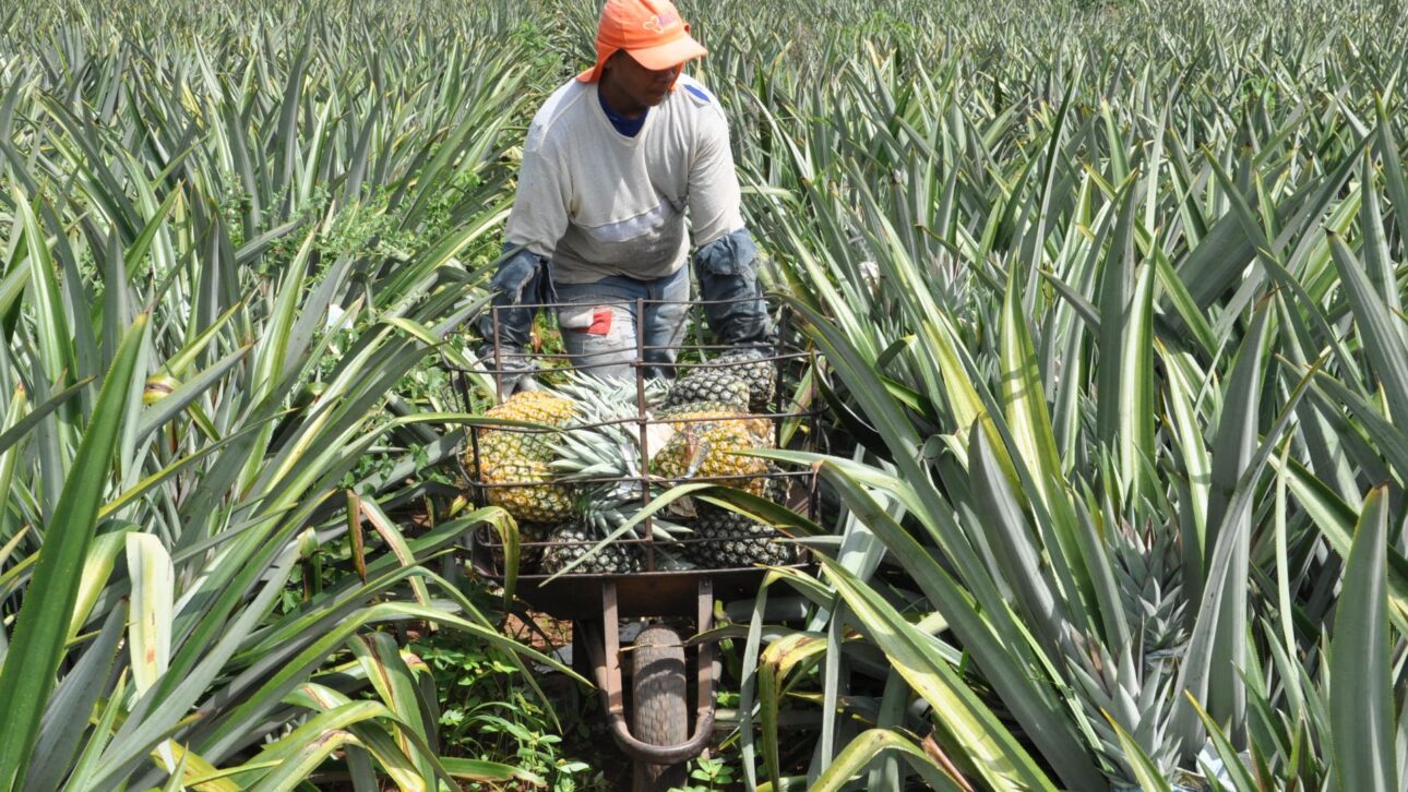 Descubra como a maior fazenda de abacaxi do mundo no Tocantins alia tecnologia, sustentabilidade e exportação recorde para Europa e EUA.