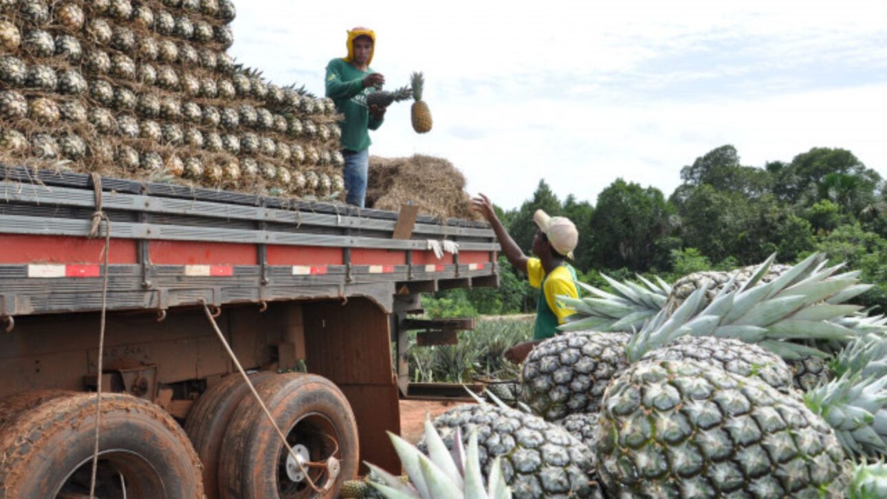 Descubra como a maior fazenda de abacaxi do mundo no Tocantins alia tecnologia, sustentabilidade e exportação recorde para Europa e EUA.