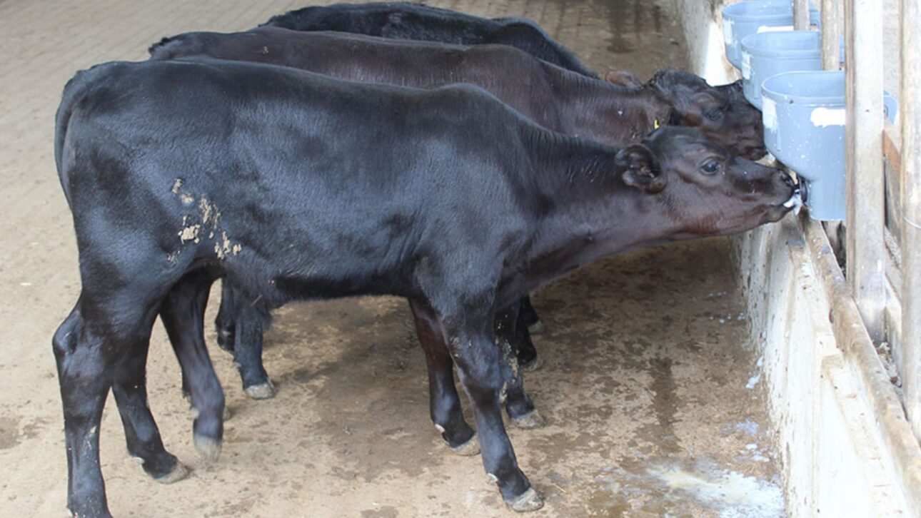 Bezerros geneticamente editados nascem no Brasil e prometem revolucionar a pecuária com maior resistência ao calor extremo. Confira. (Imagem: Foto: Rubens Neiva/ Embrapa)