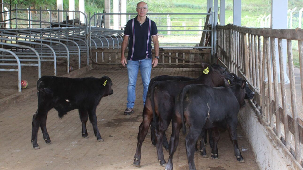Bezerros geneticamente editados nascem no Brasil e prometem revolucionar a pecuária com maior resistência ao calor extremo. Confira. (Imagem: Foto: Rubens Neiva/ Embrapa)