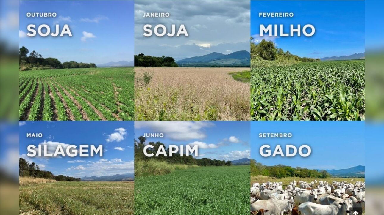 Com tamanho maior que São Paulo, fazenda no MT une tecnologia, pecuária solta, soja e sustentabilidade em modelo que impressiona o mundo. (Imagem: divulgação)