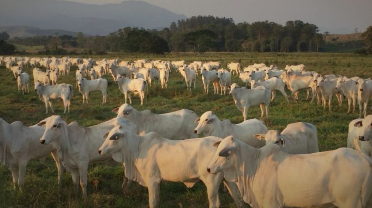 Com tamanho maior que São Paulo, fazenda no MT une tecnologia, pecuária solta, soja e sustentabilidade em modelo que impressiona o mundo. (Imagem: divulgação)