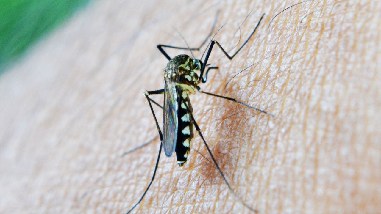 Como seria um mundo sem mosquitos?