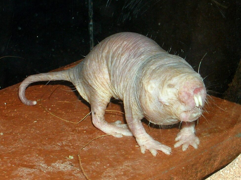 Ciência, Animal raro, doença